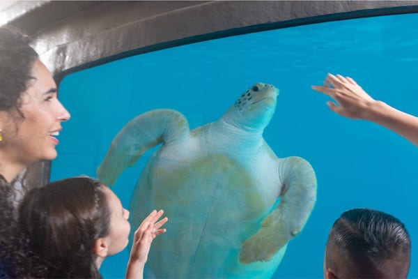 Turtle Inc South Padre Island - Isla Grand Beach Resort